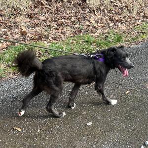 Rocky, Mixed Breed (Medium), adult, available for adoption