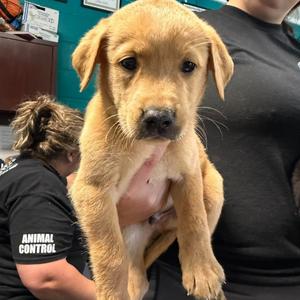 Gizmo, Retriever, Labrador, puppy, available for adoption