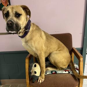 A dog sitting on a chair
