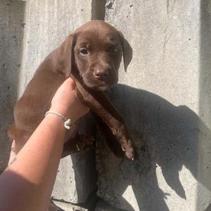 Marigold, Terrier, Pit Bull, puppy, available for adoption