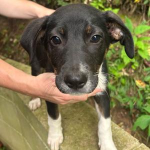 Hyde, Hound, puppy, available for adoption