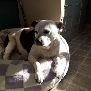 Jojo, Beagle, adult, available for adoption