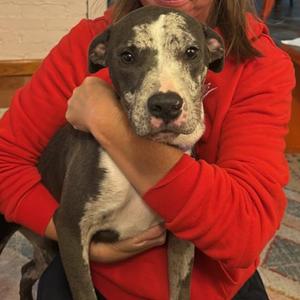 Jovie, Terrier, Pit Bull, young, available for adoption