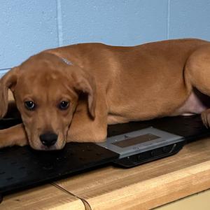 Jason, Boxer, young, available for adoption