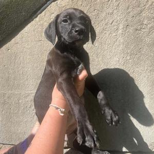 Minnie, Terrier, Pit Bull, puppy, available for adoption