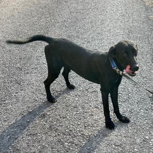 Brushy Creek Jet, Mountain Cur, young, available for adoption