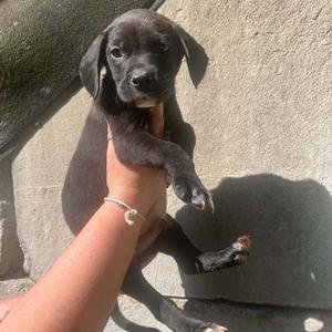 Dilbert, Terrier, Pit Bull, puppy, available for adoption