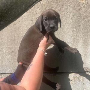 Dennis, Terrier, Pit Bull, puppy, available for adoption