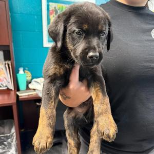 Jack Skellington, Retriever, Labrador, puppy, available for adoption