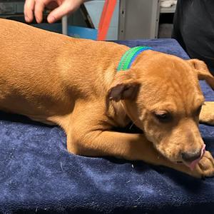 Kane, Boxer, young, available for adoption
