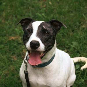 Carlos, Terrier, American Pit Bull, adult, available for adoption