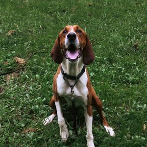 A brown and white dog with long ears sitting on grass.