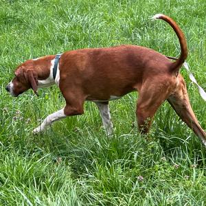 Clifford, Coonhound, Treeing Walker, adult, available for adoption