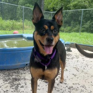Faith, Cattle Dog, Australian (Blue Heeler), adult, available for adoption