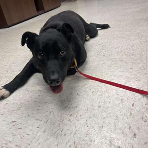 Big John, Retriever, Black Labrador, adult, available for adoption