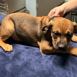 Hank, Boxer, young, available for adoption