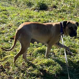 Gemma, Mastiff, adult, available for adoption