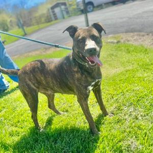 Silkie, Terrier, Pit Bull, adult, available for adoption