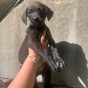 Odie, Terrier, Pit Bull, puppy, available for adoption