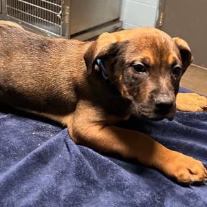 Cash, Boxer, young, available for adoption