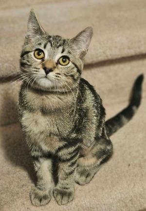 A tabby cat with a striped pattern, sitting on a carpeted floor, looking up with wide eyes.