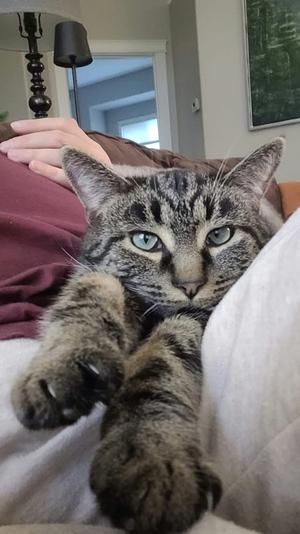 Bluetooth, young, available for adoption