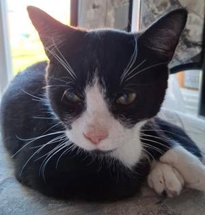 Elvis, kitten, available for adoption