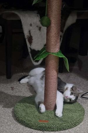 Hopscotch, young, available for adoption