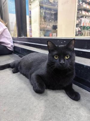 North, adult, available for adoption
