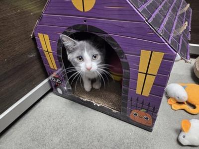 Daisy, kitten, available for adoption