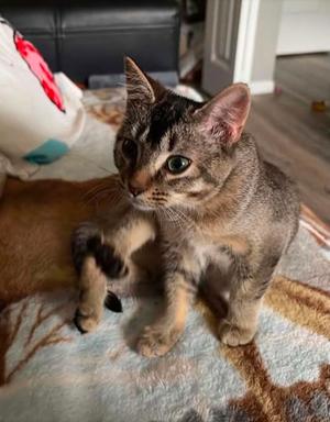 Grounders, young, available for adoption