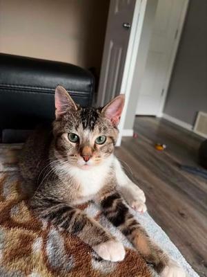 Dodgeball, young, available for adoption