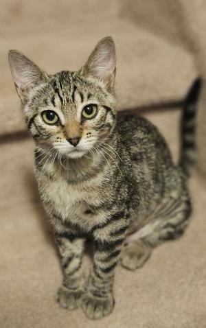 A tabby kitten with green eyes sitting on a beige carpet.