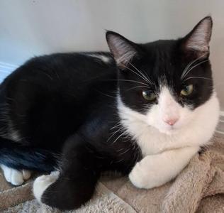 Elton, kitten, available for adoption