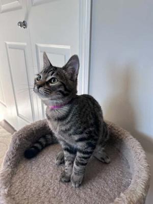 Basil, kitten, available for adoption