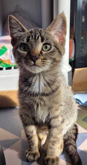 Lily, kitten, available for adoption