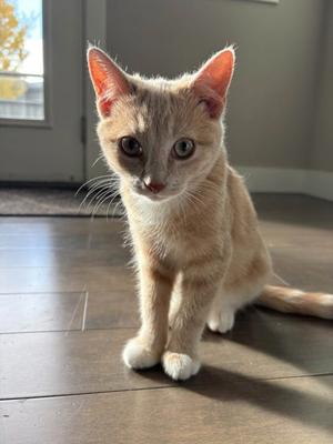 A light-colored kitten with large eyes and pointed ears sitting on a wooden floor, looking directly at the camera.