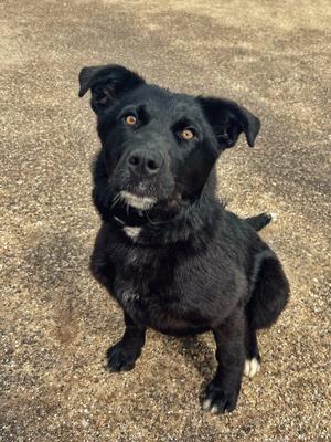 Juno, Collie / Great Pyrenees, young, available for adoption