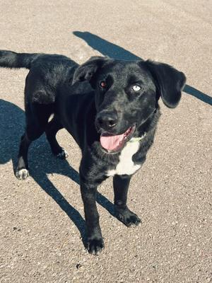 Rio, Labrador Retriever, young, available for adoption
