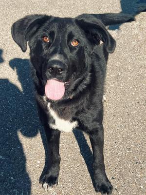 Delta, Labrador Retriever, young, available for adoption