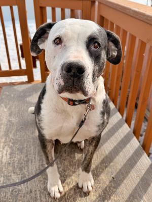 Betty, American Bully, adult, available for adoption