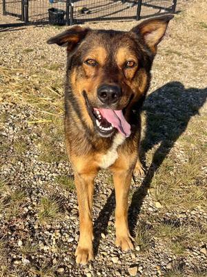 Cooper, Shepherd, adult, available for adoption