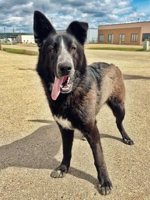 Hank, Shepherd, young, available for adoption