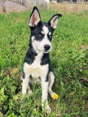 Benny, Siberian Husky, puppy, available for adoption