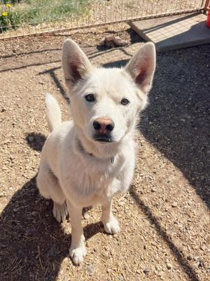Boone, Husky, young, available for adoption
