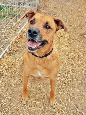 A brown dog with a black collar standing on a straw-covered ground, looking up with its mouth open and tongue out.