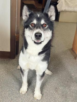A black and white dog with orange eyes sitting on a carpeted floor.