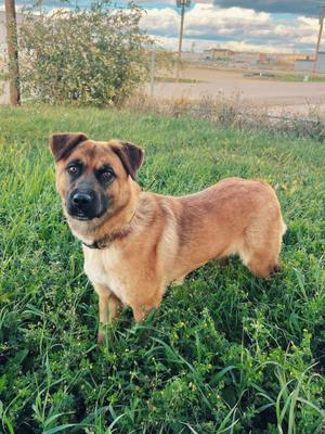 A brown dog with a black muzzle standing in a grassy field.
