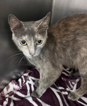 A gray cat with yellow eyes standing on a purple and white patterned blanket.