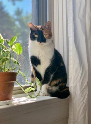 Aislynn, available for adoption